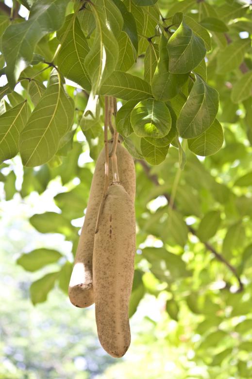 Free stock image of Sosis Fruit created by linno1234