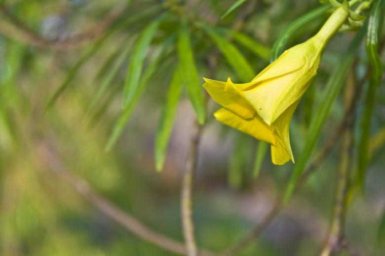 Free stock image of Yellow Flower created by linno1234