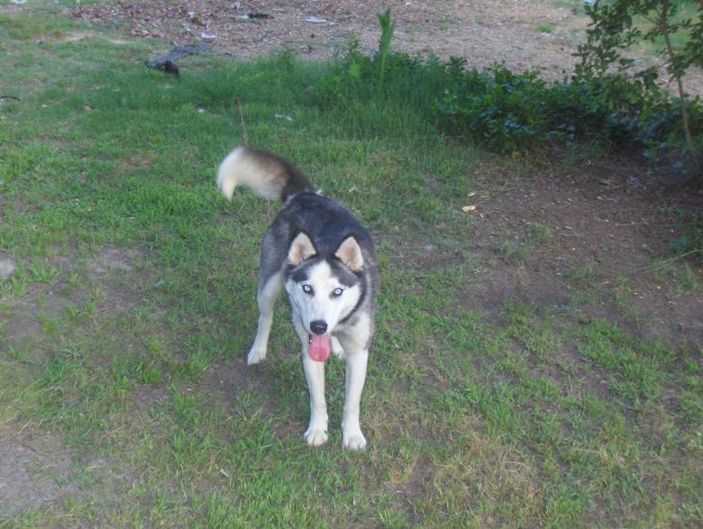 Free stock image of Husky created by Stephen Rayburn