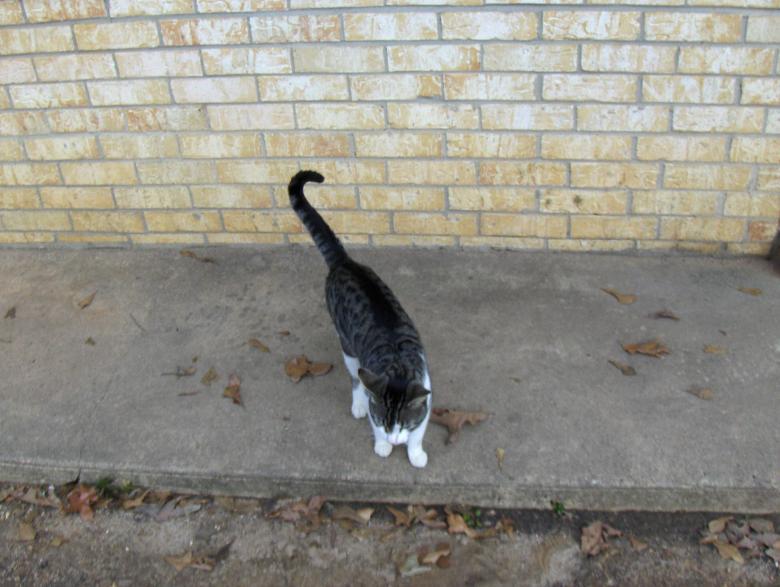 Free stock image of Cat created by Stephen Rayburn