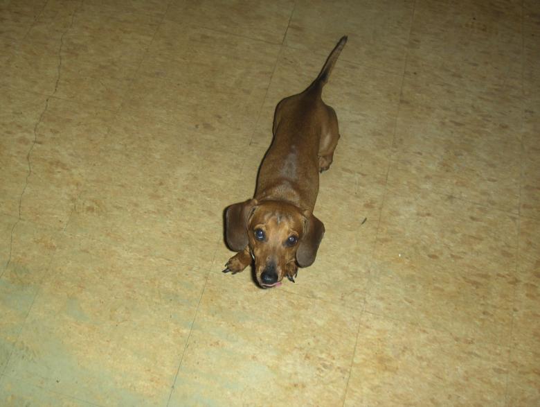 Free stock image of Daschund created by Stephen Rayburn