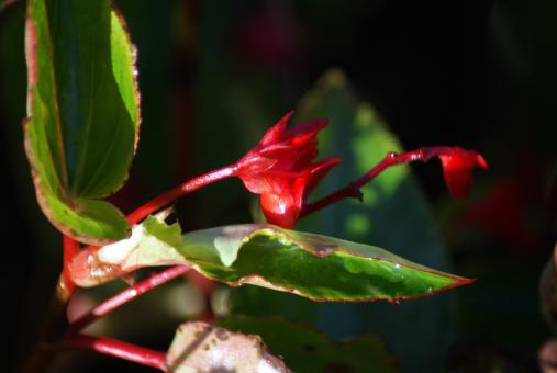 The Garden
