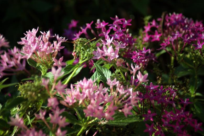 Free stock image of Pink flowers created by Jesus Baez