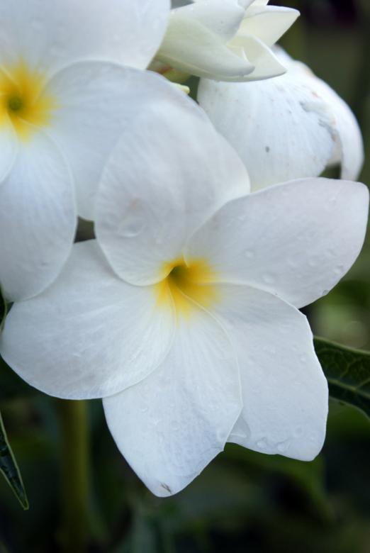 Free stock image of White flowers created by Jesus Baez