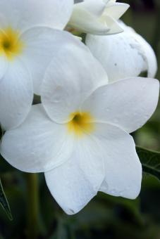 White flowers