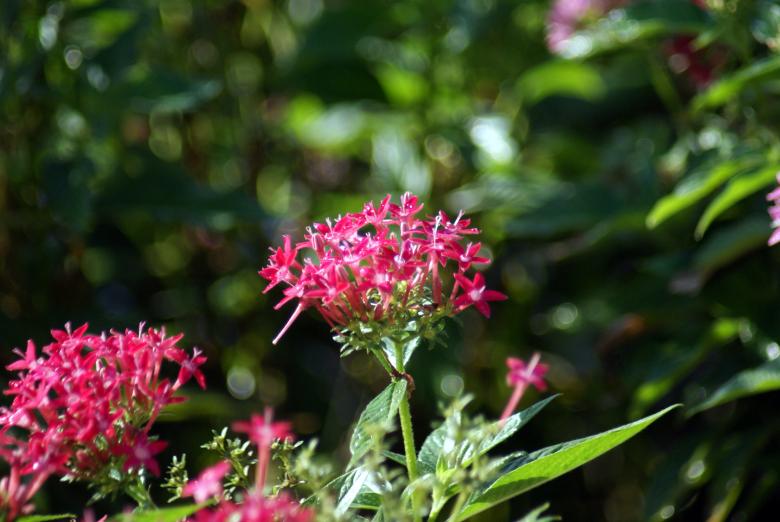 Free stock image of Red Flowers created by Jesus Baez