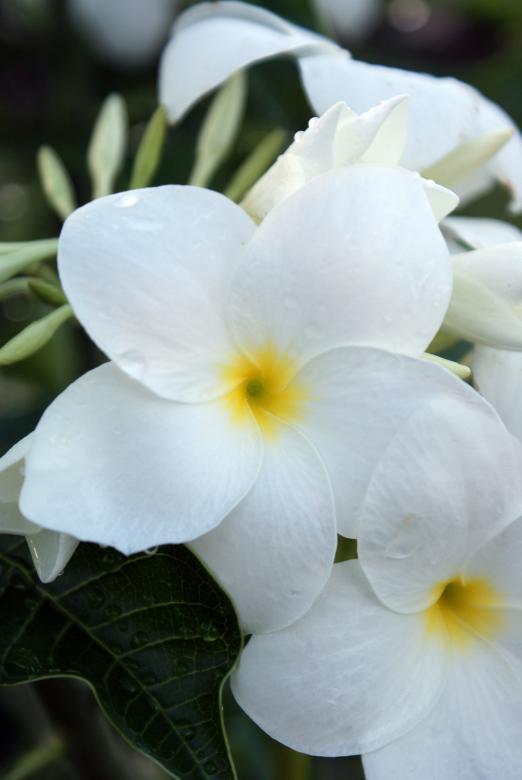 Free stock image of White Flowers created by Jesus Baez