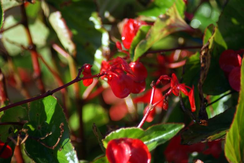 Free stock image of Bright red flowers created by Jesus Baez