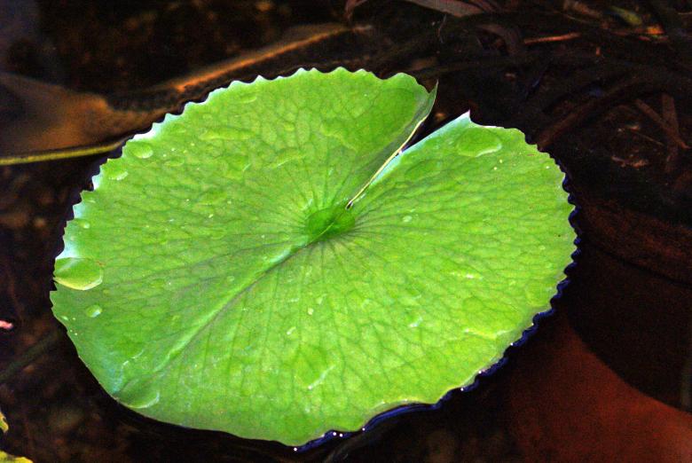 Free stock image of Water lily created by Jesus Baez