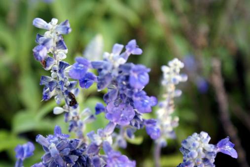 Blue Lavender - Free Stock Photo