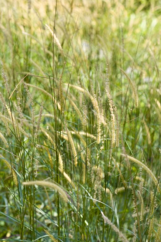 Free stock image of Green Grass created by linno1234