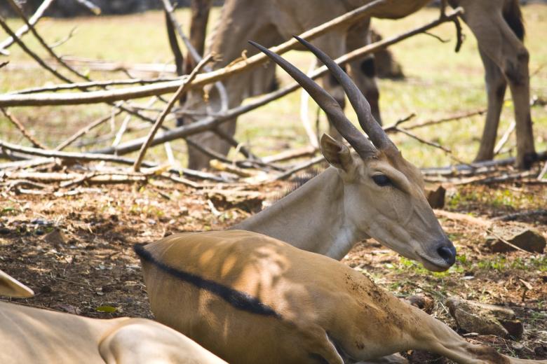 Free stock image of Deer Buck created by linno1234