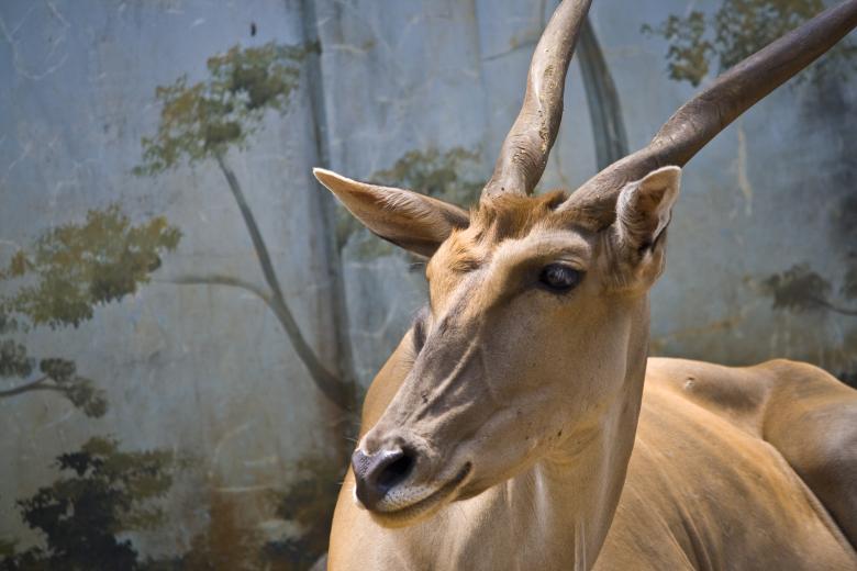Free stock image of Deer Buck created by linno1234