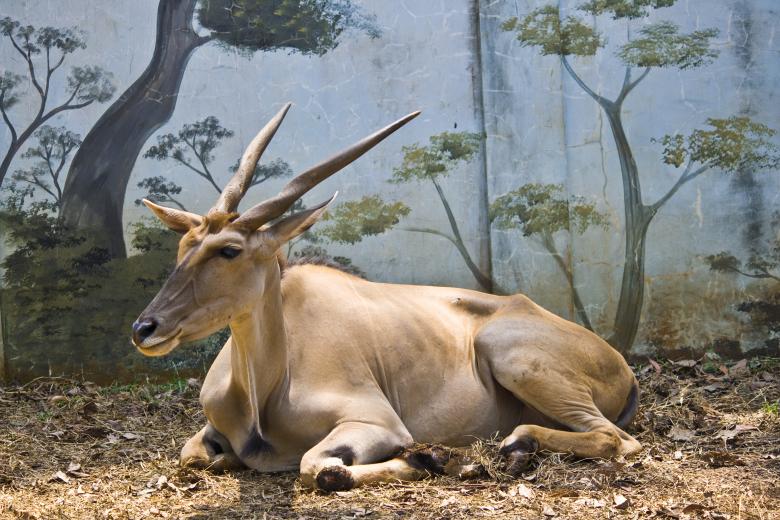 Free stock image of Deer Buck created by linno1234