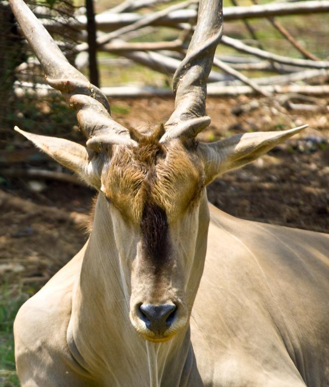 Free stock image of Deer Buck created by linno1234