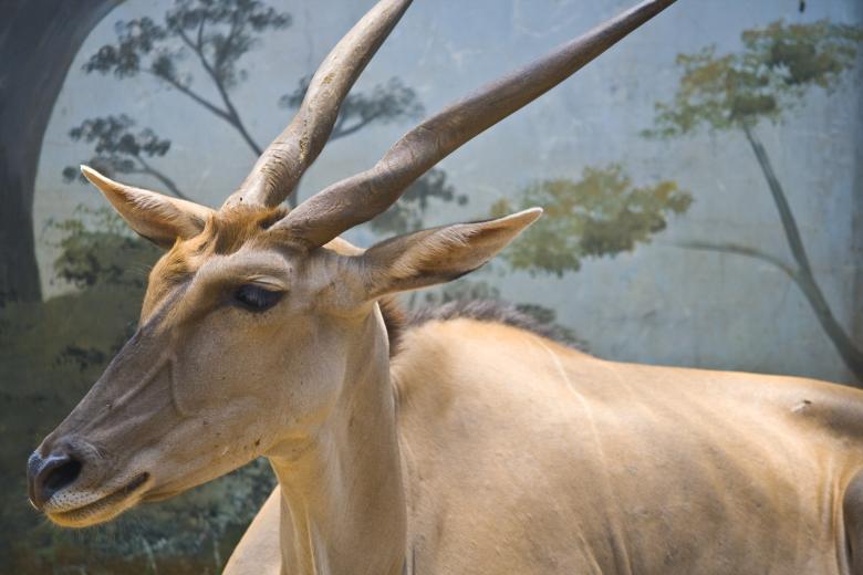 Free stock image of Deer Buck created by linno1234