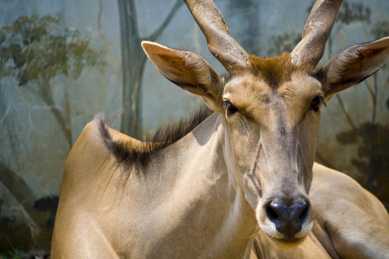 Free stock image of Deer Buck created by linno1234