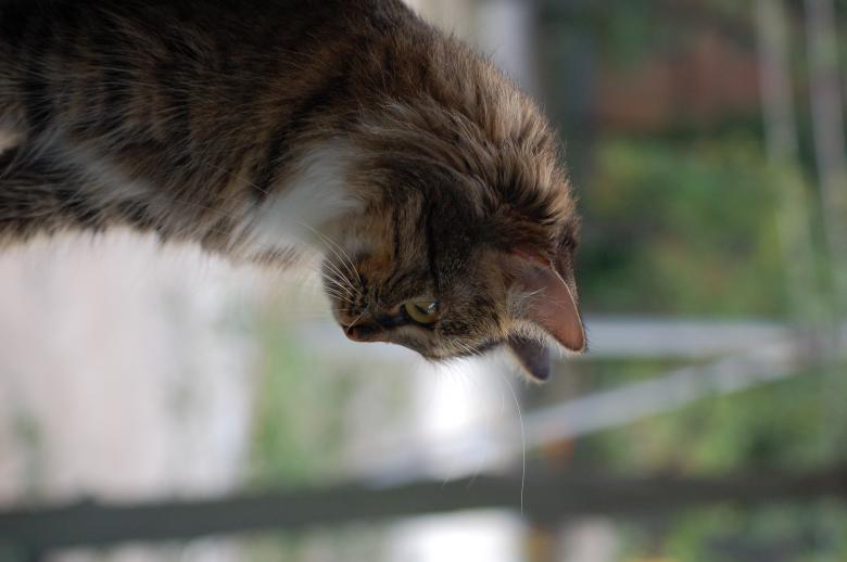 Free stock image of Cat created by Volodymyr