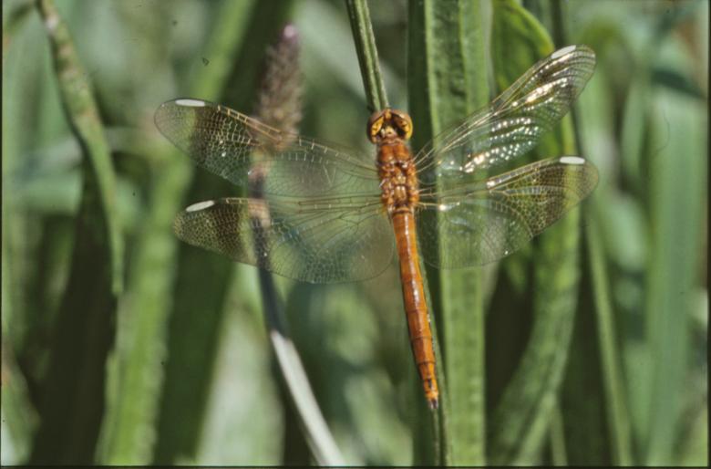 Free stock image of DRAGONFLY created by MUNCH PIERRE