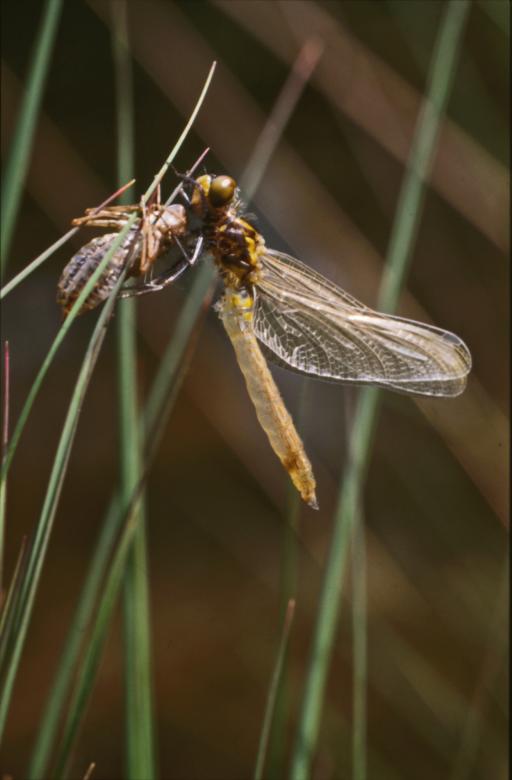 Free stock image of DRAGONFLY created by MUNCH PIERRE