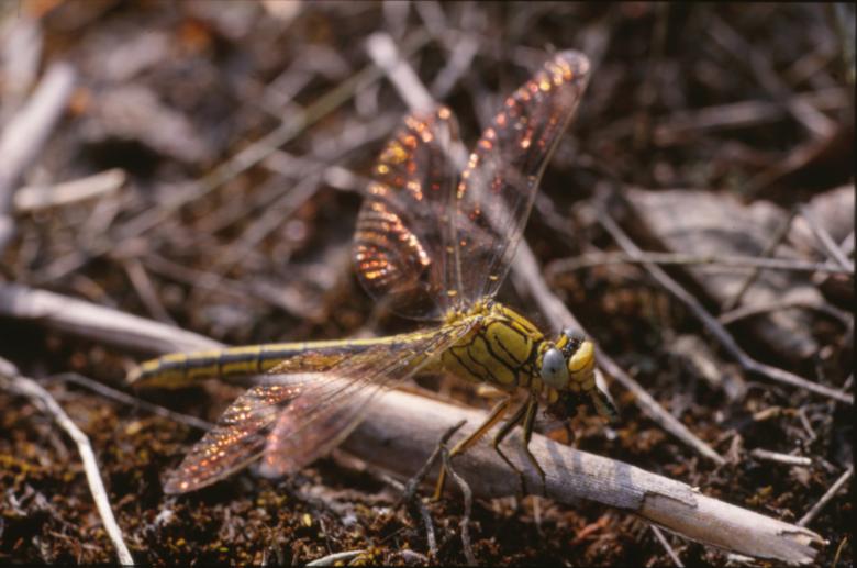 Free stock image of DRAGONFLY created by MUNCH PIERRE