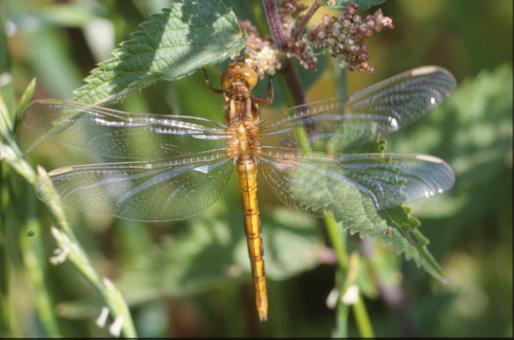 Free Stock Photo of DRAGONFLY