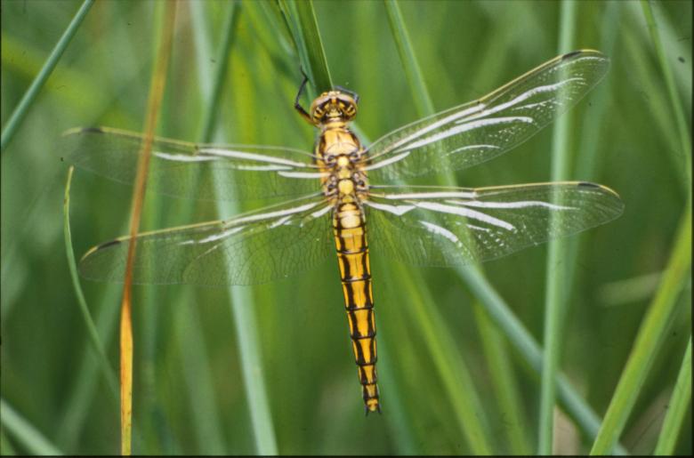 Free stock image of DRAGONFLY created by MUNCH PIERRE