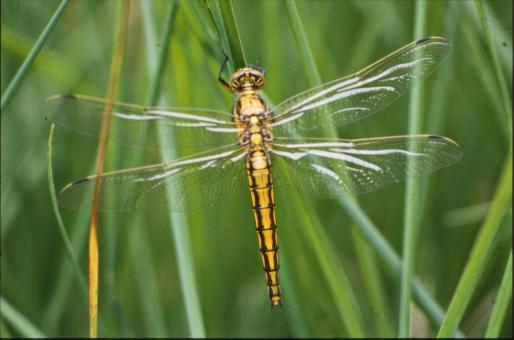 Free Stock Photo of DRAGONFLY