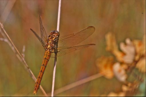 Free Stock Photo of DRAGONFLY