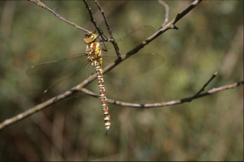 Free stock image of DRAGONFLY created by MUNCH PIERRE