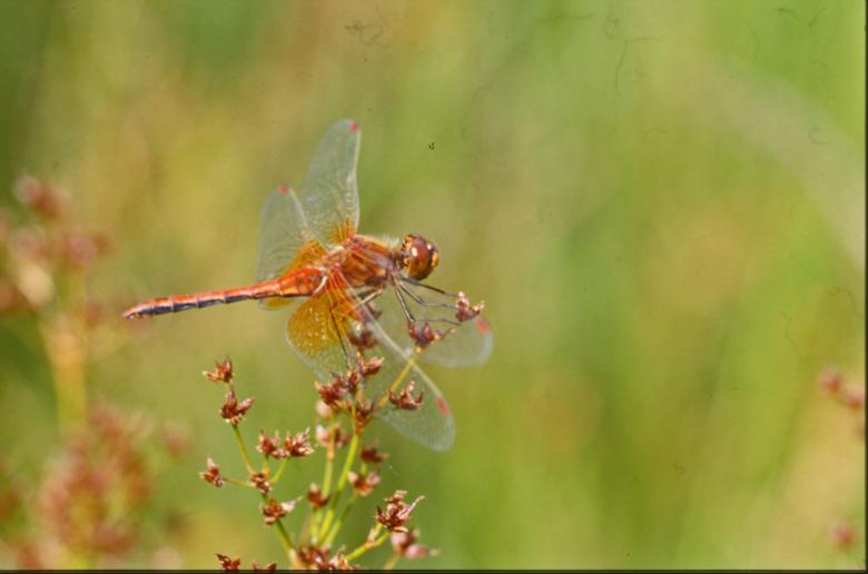 Free stock image of DRAGONFLY created by MUNCH PIERRE