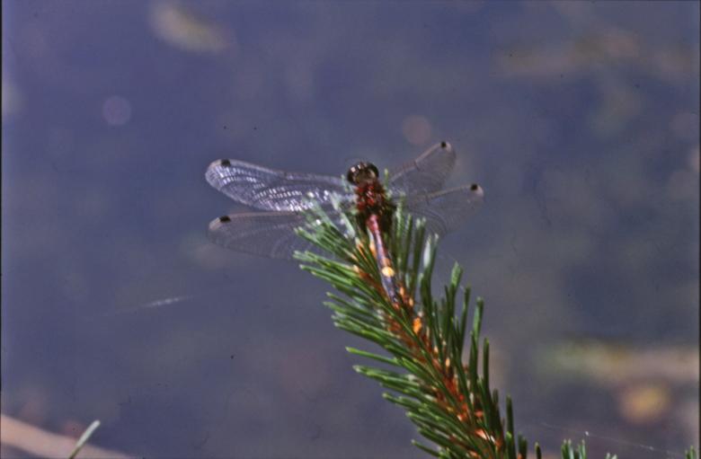 Free stock image of DRAGONFLY created by MUNCH PIERRE