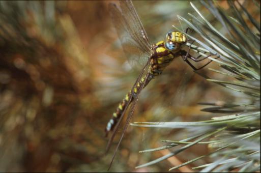 Free Stock Photo of DRAGONFLY