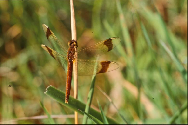 Free stock image of DRAGONFLY created by MUNCH PIERRE