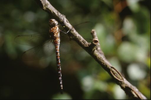 Free Stock Photo of DRAGONFLY