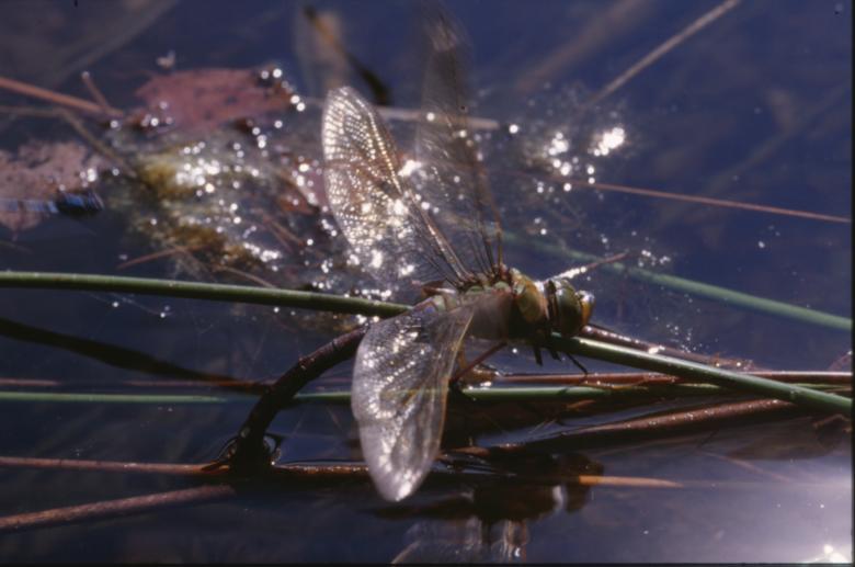 Free stock image of DRAGONFLY created by MUNCH PIERRE