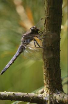 Free Stock Photo of DRAGONFLY