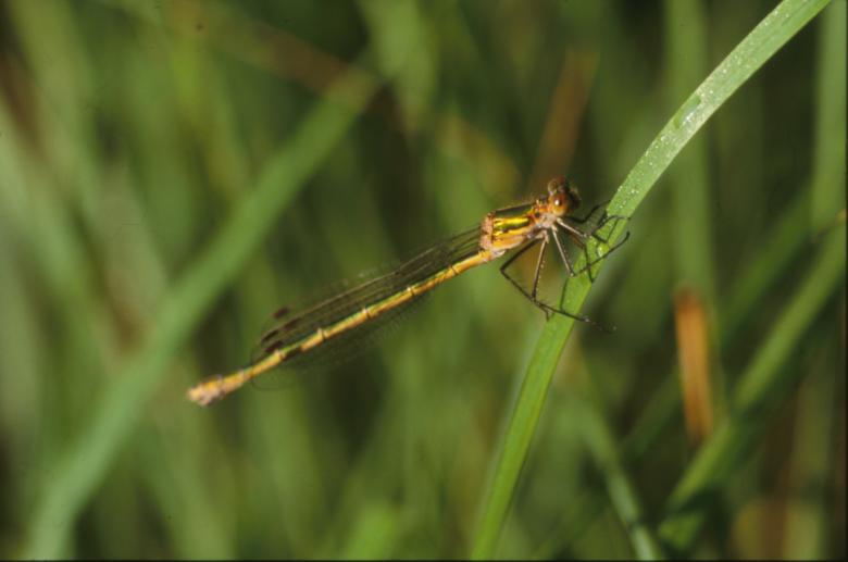 Free stock image of DRAGONFLY created by MUNCH PIERRE