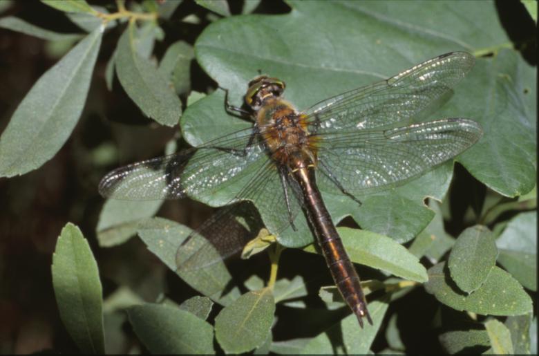 Free stock image of DRAGONFLY created by MUNCH PIERRE