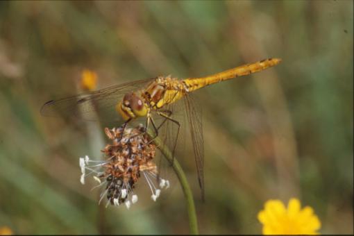 Free Stock Photo of DRAGONFLY