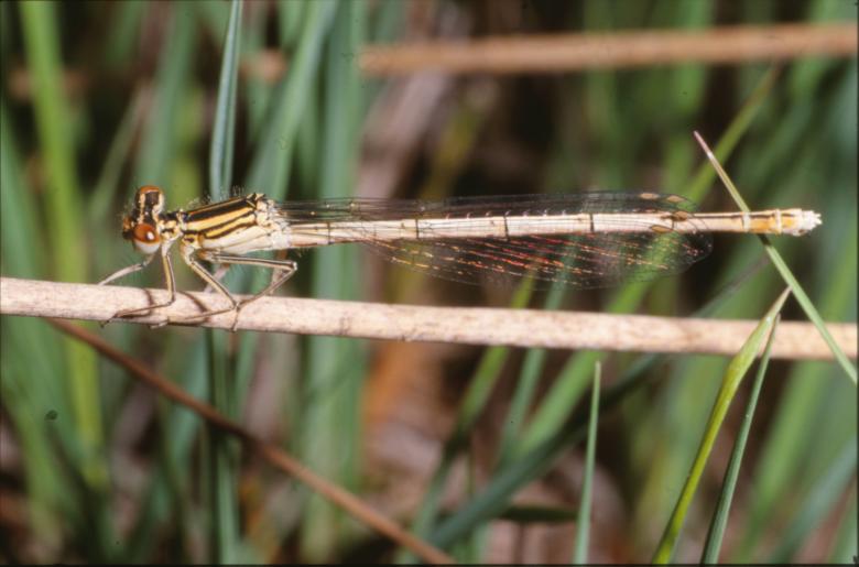 Free stock image of DRAGONFLY created by MUNCH PIERRE