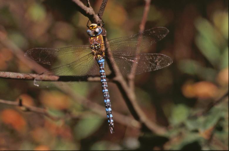 Free stock image of DRAGONFLY created by MUNCH PIERRE