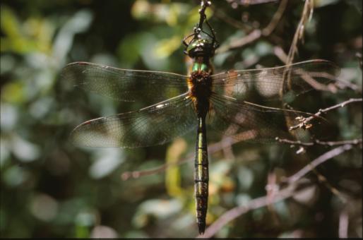Free Stock Photo of DRAGONFLY