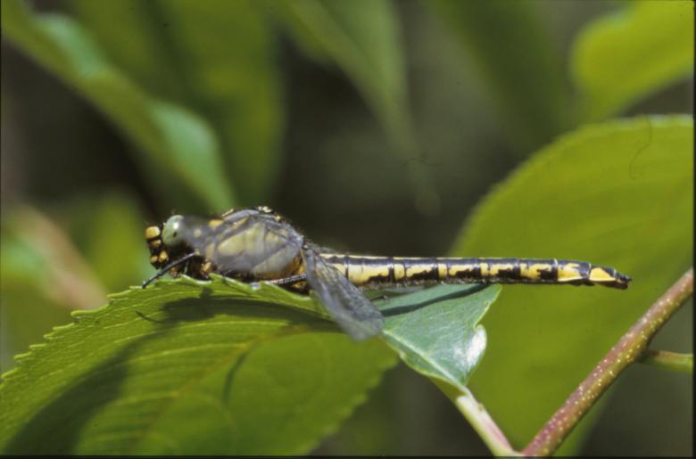 Free stock image of DRAGONFLY created by MUNCH PIERRE