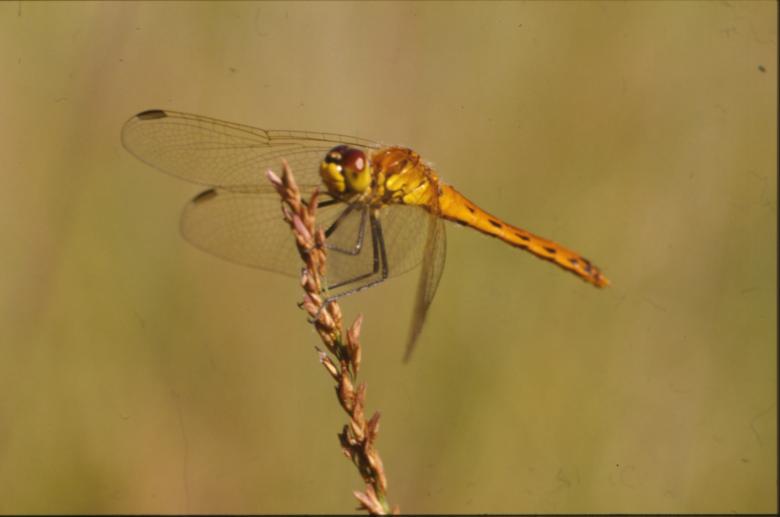 Free stock image of DRAGONFLY created by MUNCH PIERRE