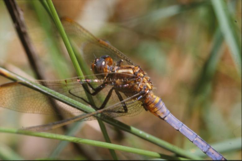 Free stock image of DRAGONFLY created by MUNCH PIERRE