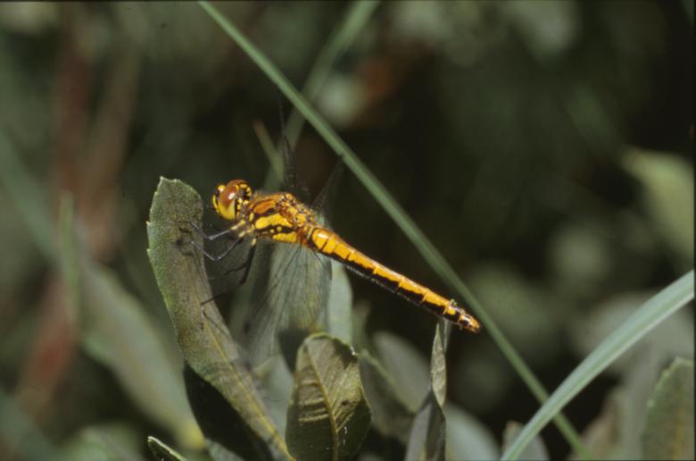 Free stock image of DRAGONFLY created by MUNCH PIERRE