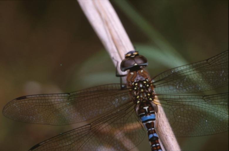 Free stock image of DRAGONFLY created by MUNCH PIERRE