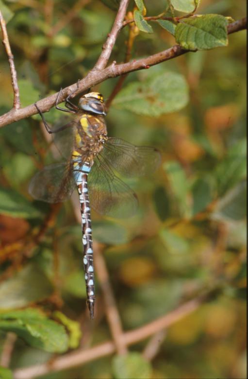Free stock image of DRAGONFLY created by MUNCH PIERRE