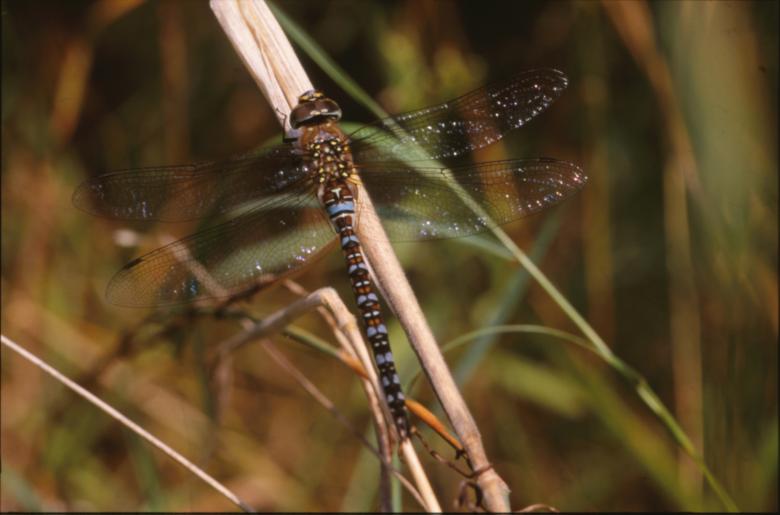 Free stock image of DRAGONFLY created by MUNCH PIERRE